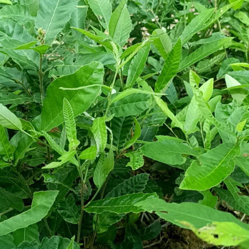 麻楝规格齐全量大从优诚信经营欢迎咨询