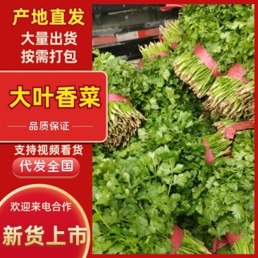 山西大叶新鲜香菜热销精品香菜新鲜采摘一手货源