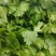 山西大叶新鲜香菜热销精品香菜新鲜采摘一手货源