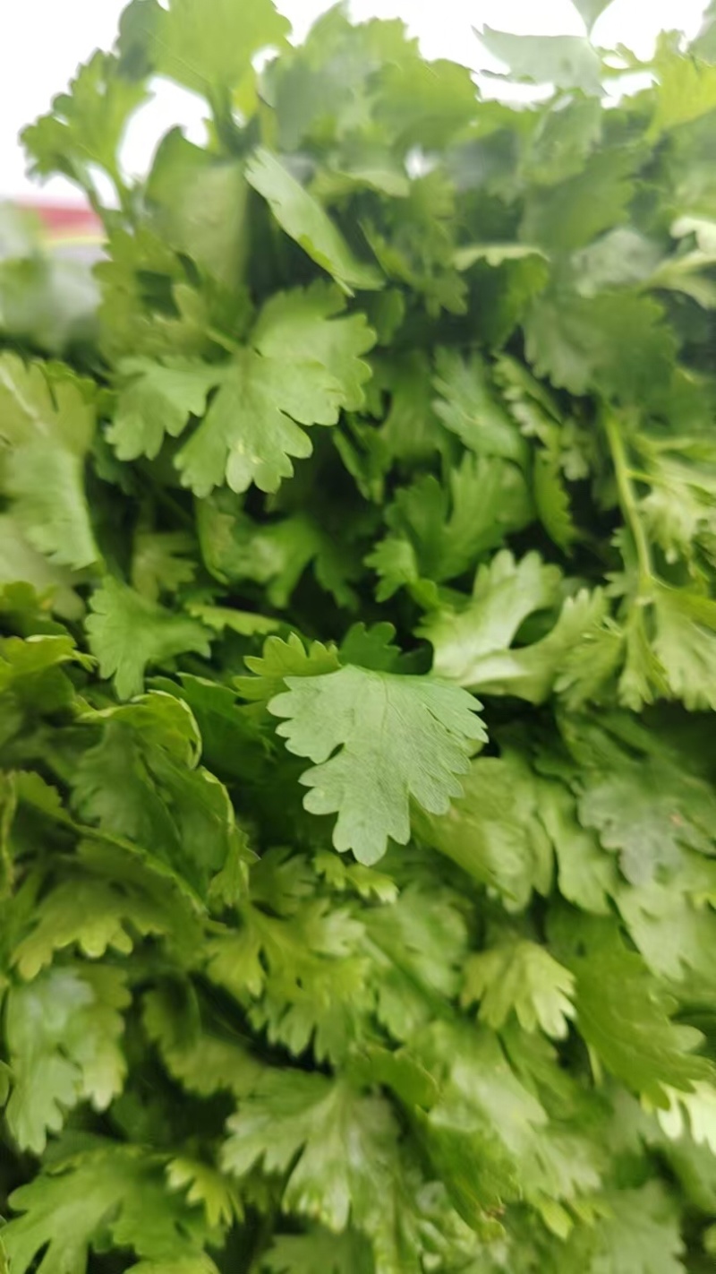 山西大叶新鲜香菜热销精品香菜新鲜采摘一手货源