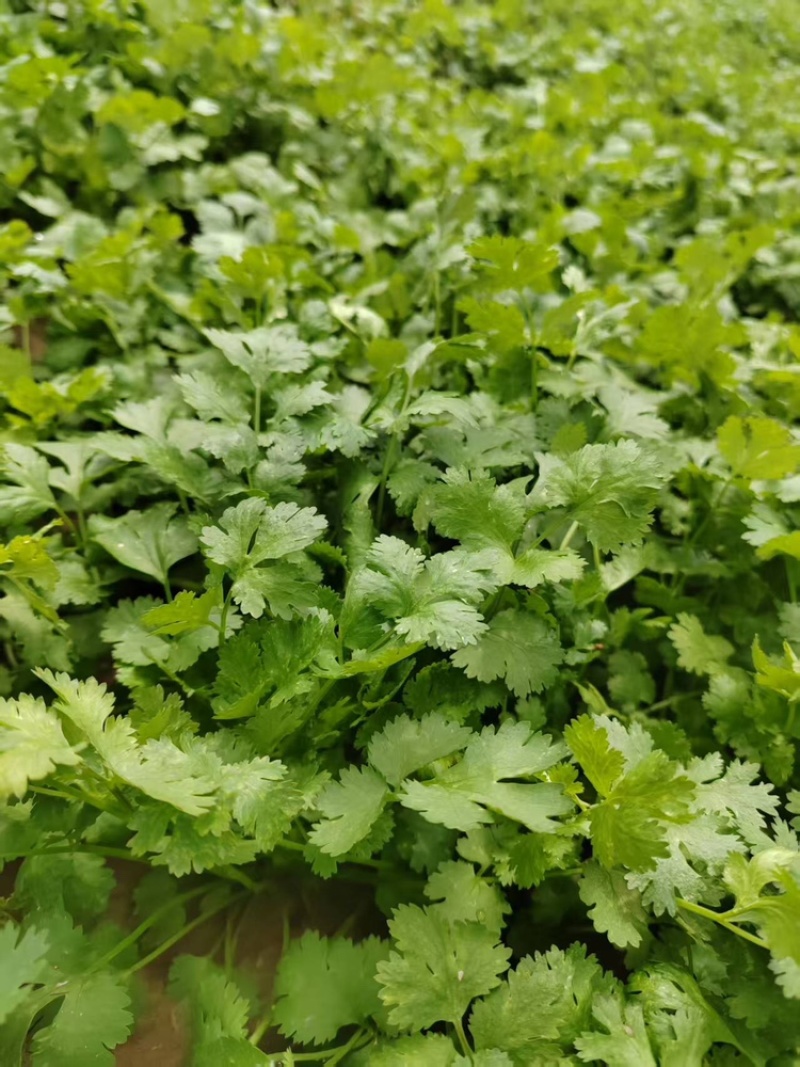 山西大叶新鲜香菜热销精品香菜新鲜采摘一手货源