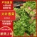 山西大叶新鲜香菜热销精品香菜新鲜采摘一手货源