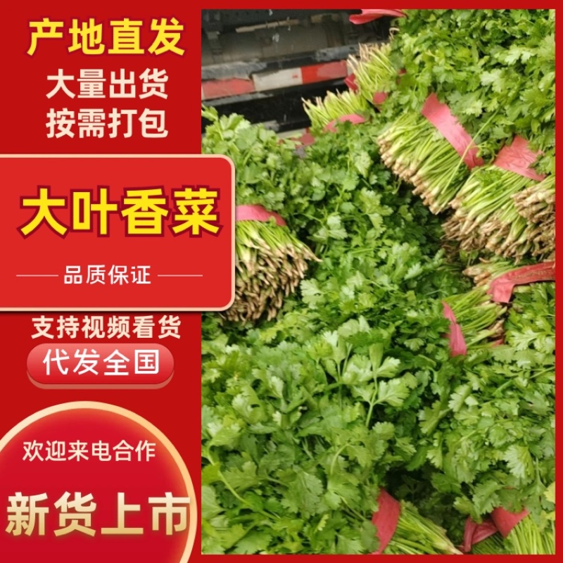 山西大叶新鲜香菜热销精品香菜新鲜采摘一手货源