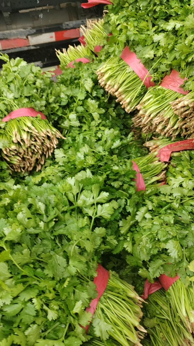 山西大叶新鲜香菜热销精品香菜新鲜采摘一手货源