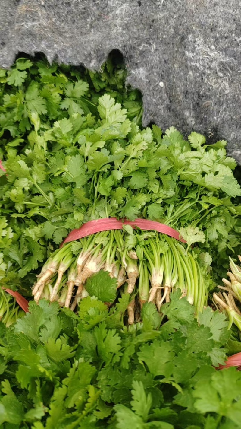 山西大叶新鲜香菜热销精品香菜新鲜采摘一手货源