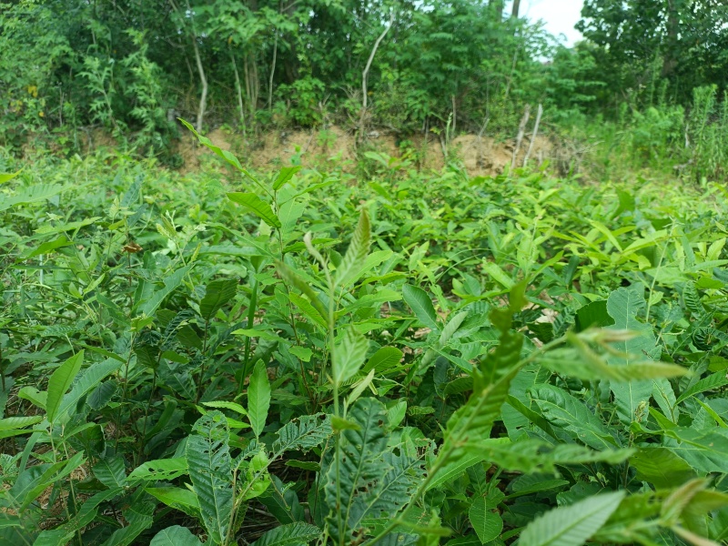 麻楝规格齐全量大从优诚信经营欢迎咨询