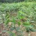 麻楝规格齐全量大从优诚信经营欢迎咨询