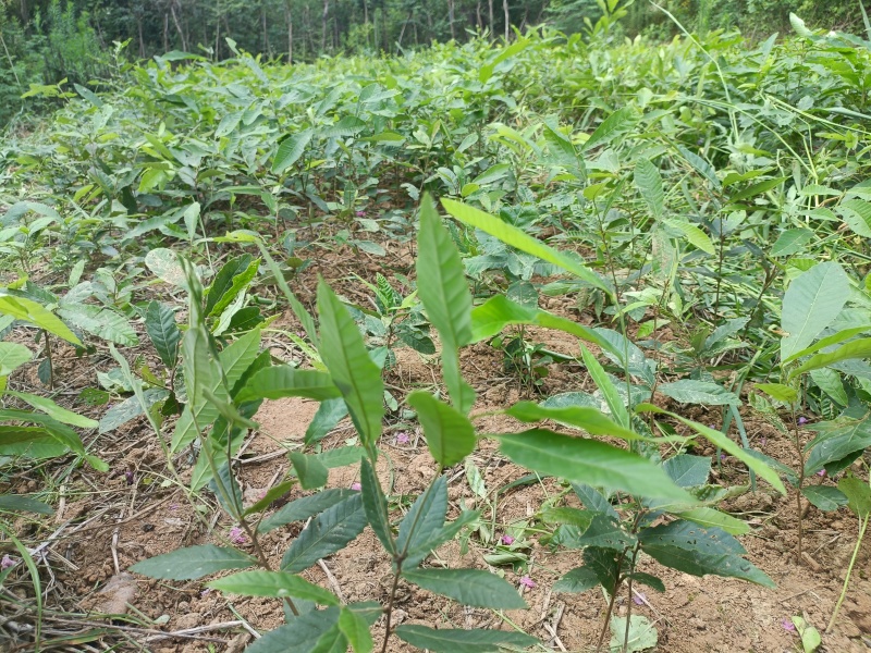 麻楝规格齐全量大从优诚信经营欢迎咨询
