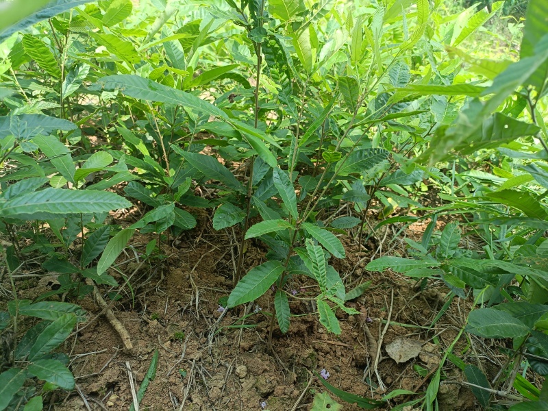 麻楝规格齐全量大从优诚信经营欢迎咨询