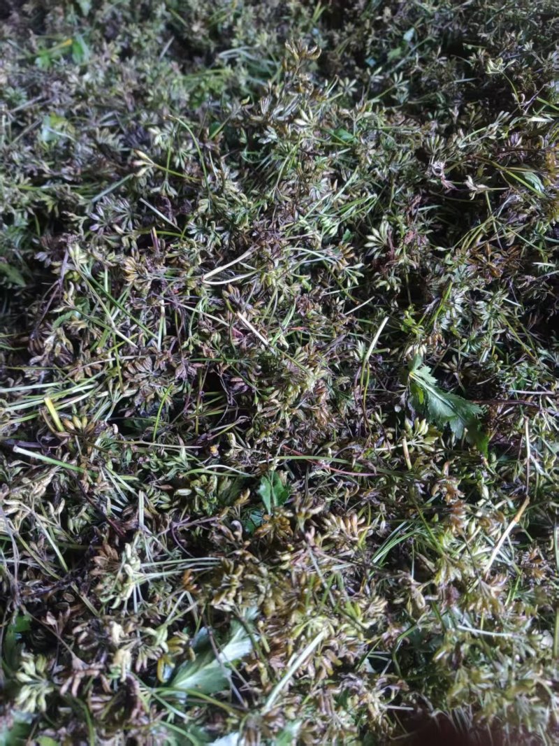 千亩黄连基地直供（种籽）免费技术指导