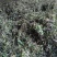 千亩黄连基地直供（种籽）免费技术指导