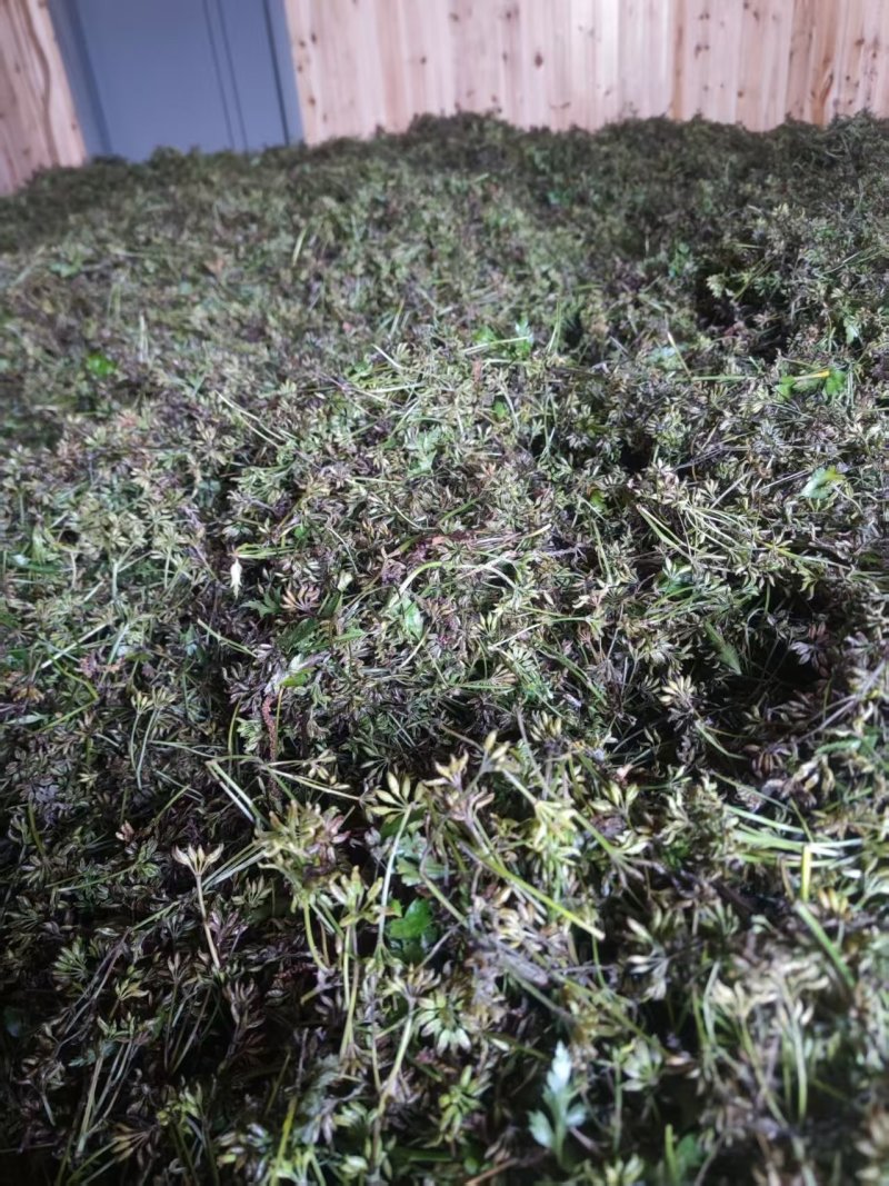 千亩黄连基地直供（种籽）免费技术指导