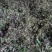 千亩黄连基地直供（种籽）免费技术指导