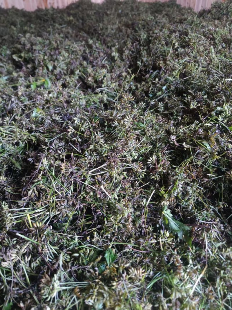 千亩黄连基地直供（种籽）免费技术指导