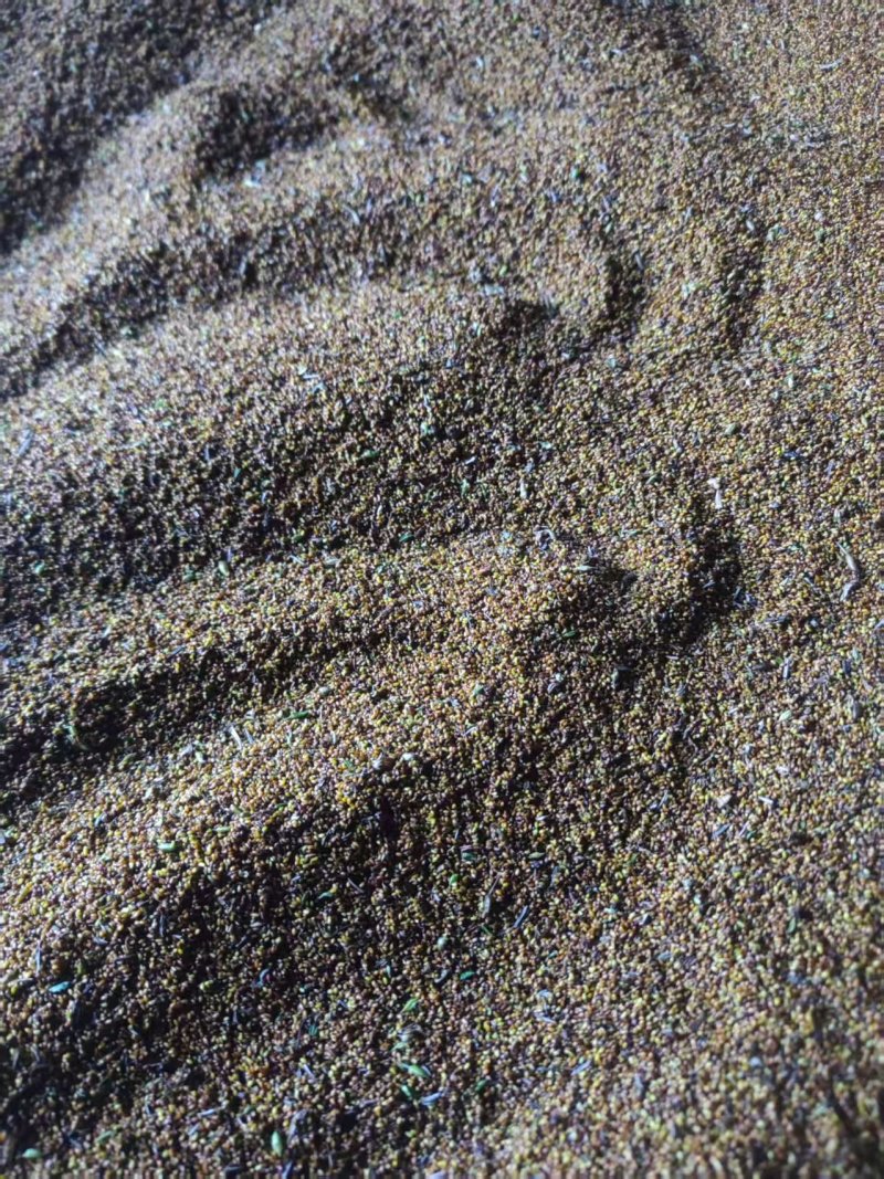 千亩黄连基地直供（种籽）免费技术指导