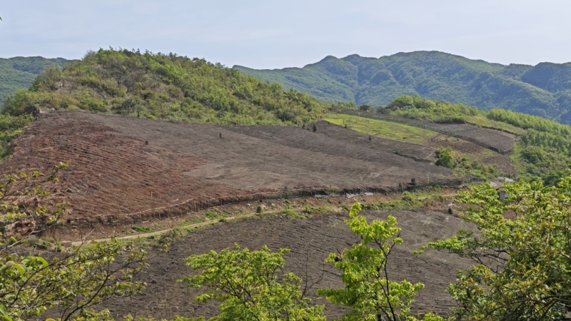 千亩黄连基地直供（种籽）免费技术指导