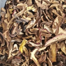干牛肝菌