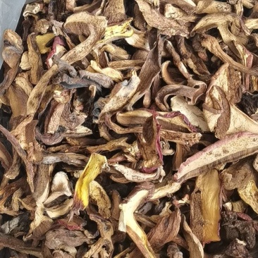 干牛肝菌