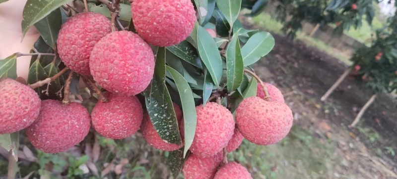 鸡嘴荔枝【广西鸡嘴荔】果大且甜全国可发，对接市场商超