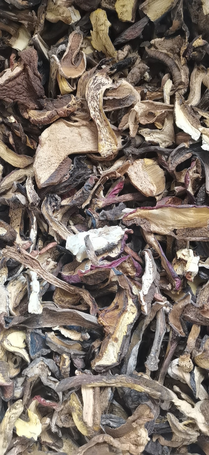 干牛肝菌