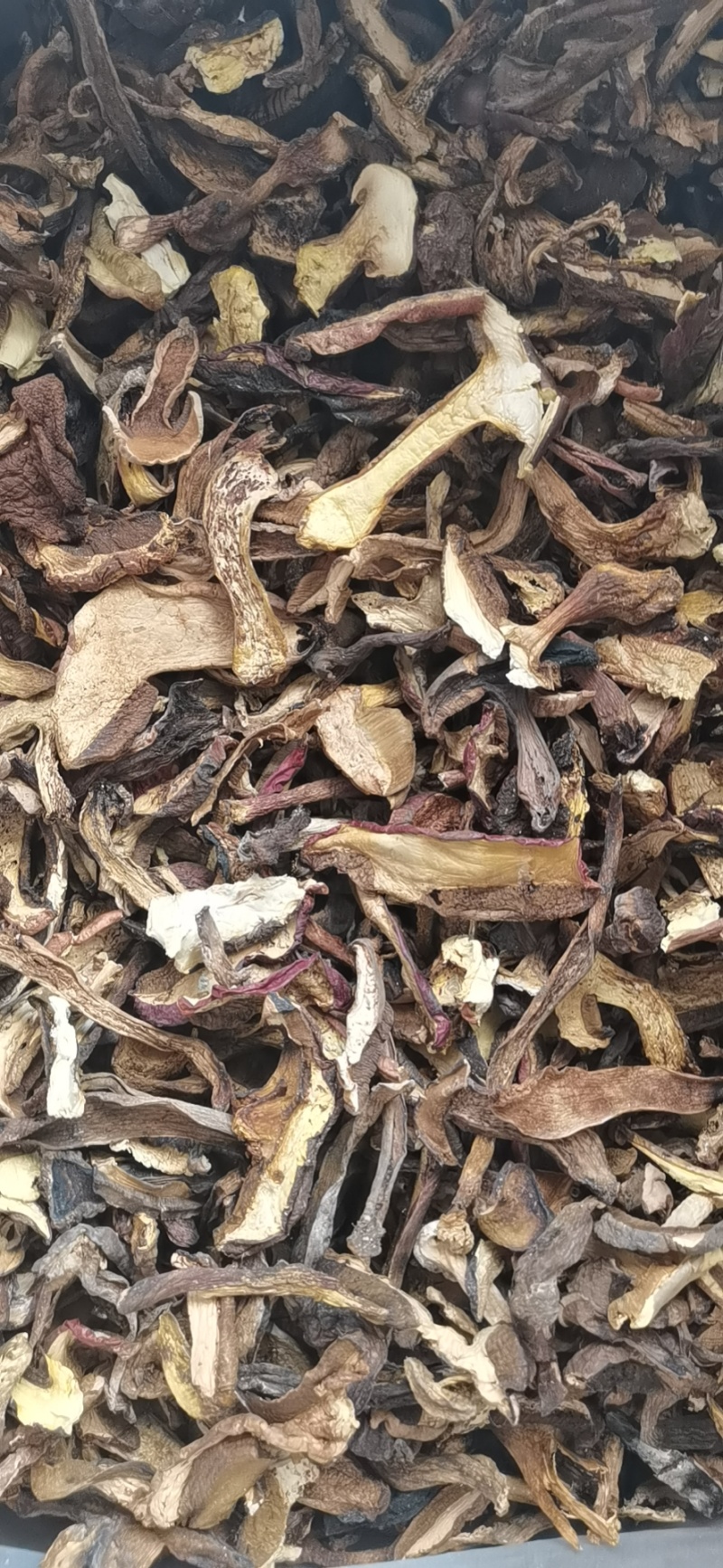干牛肝菌