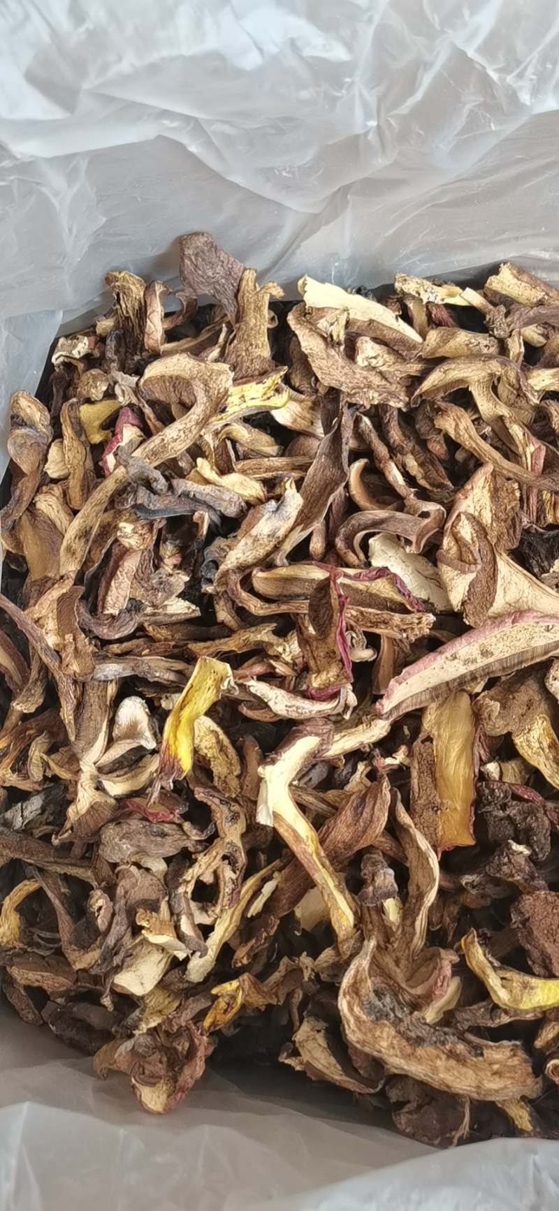 干牛肝菌