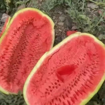 【实力供货】宁夏硒砂瓜石头瓜清甜可口对接全国量大从优热卖