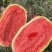 【实力供货】宁夏硒砂瓜石头瓜清甜可口对接全国量大从优热卖