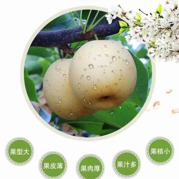 黄金梨批发一件代发