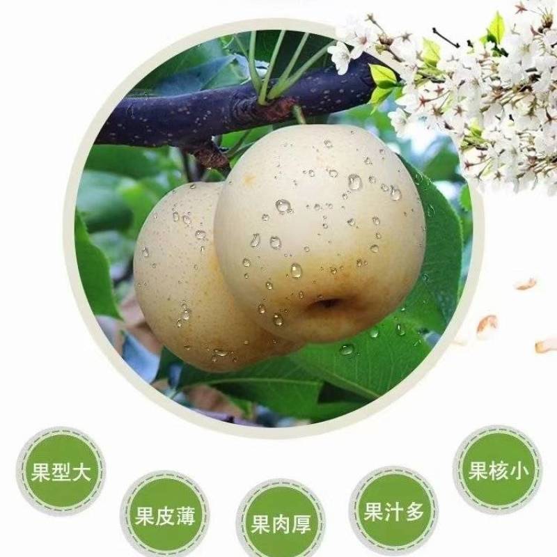 黄金梨批发一件代发