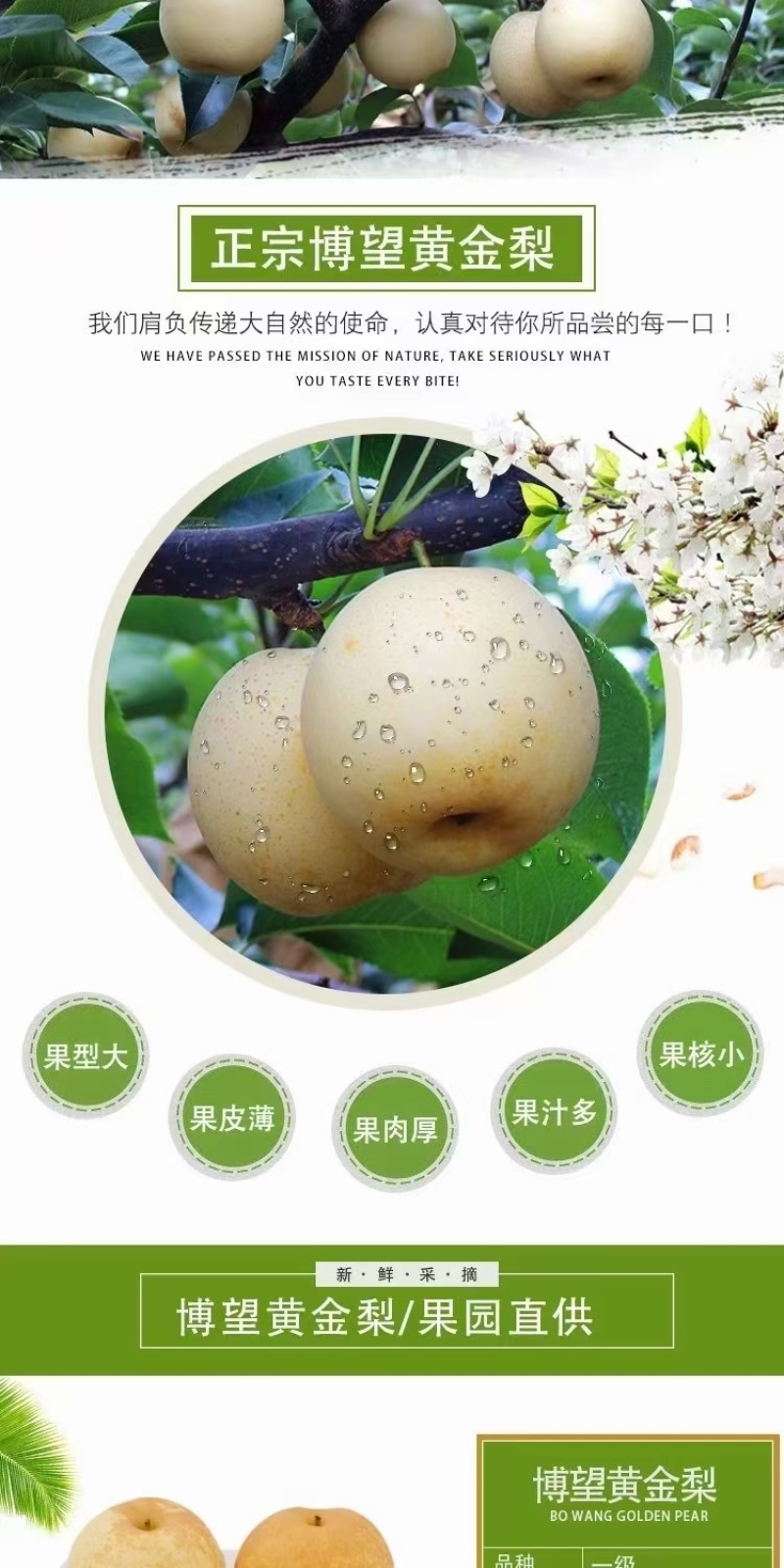 黄金梨批发一件代发