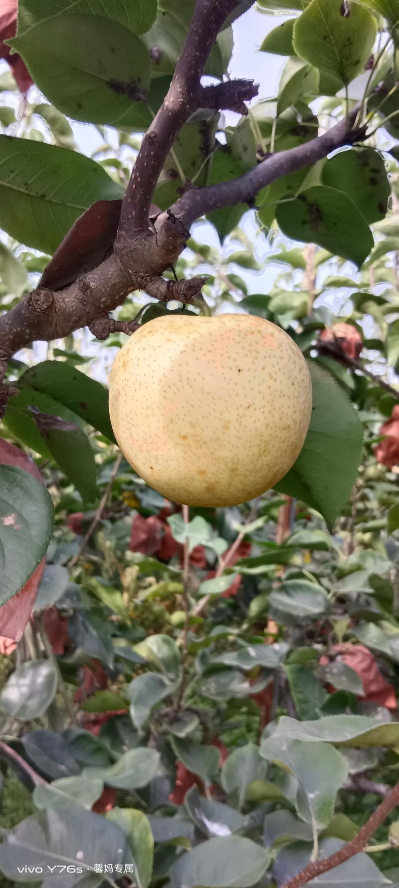 黄金梨批发一件代发