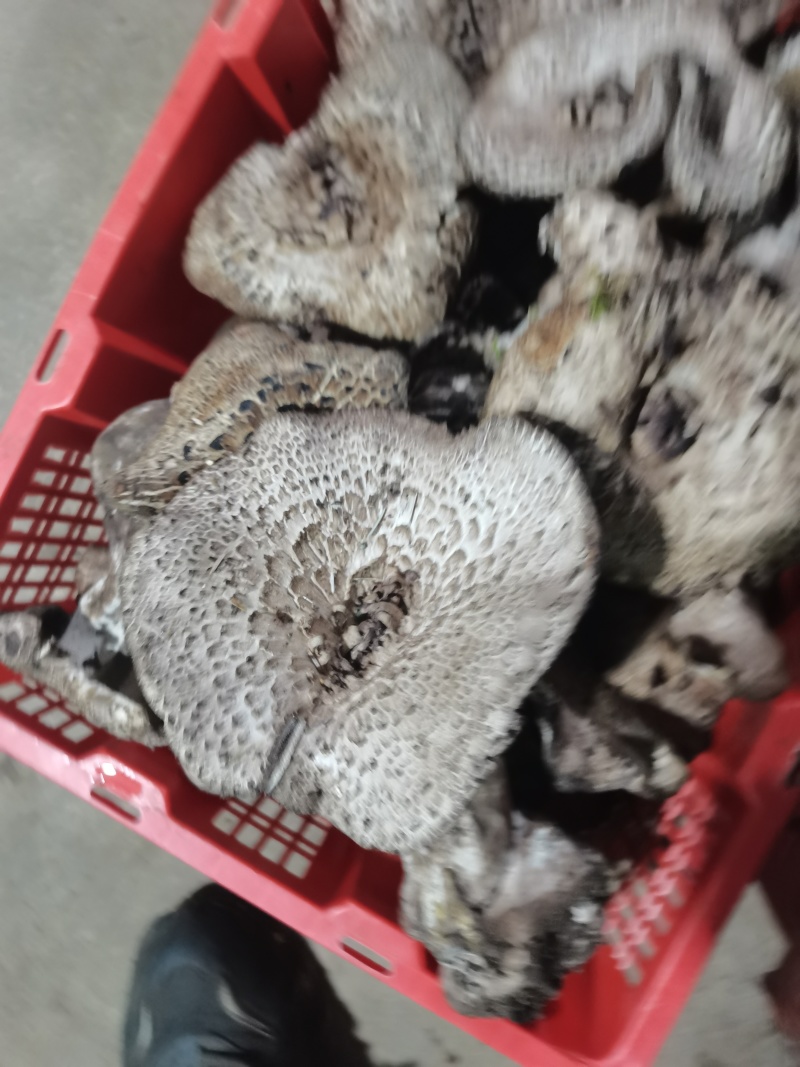 虎掌菌