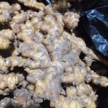 直供生姜/老姜，源自天然好产地，品质纯正风味佳