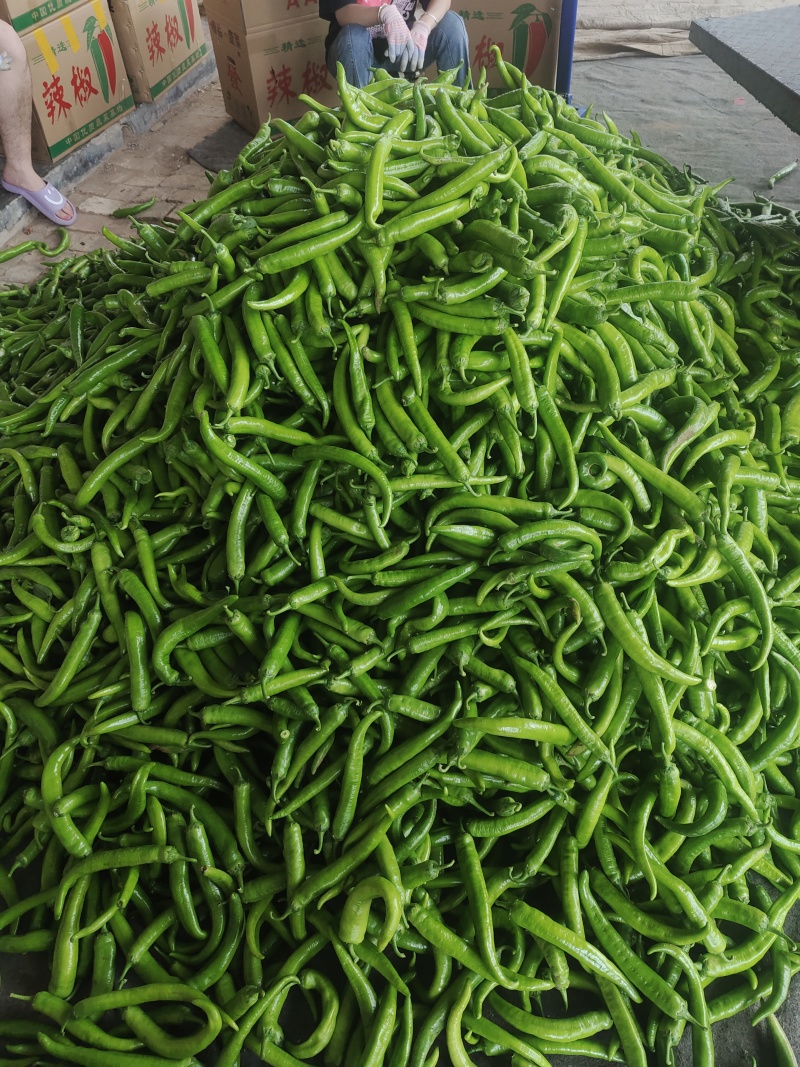 大家好，我是阿浩蒜业有限公司，常年供应大蒜，蒜苔，辣椒