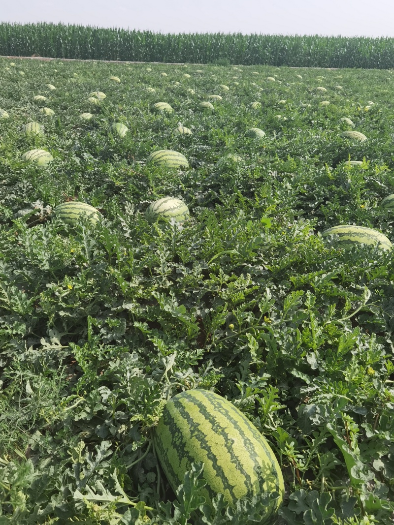 宁夏产地金城5石头瓜硒砂西瓜大量现货需要的老板抓紧咯