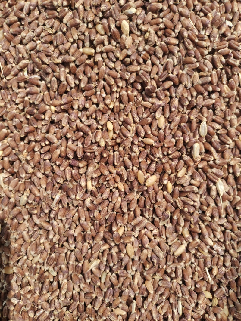 高产富硒小麦