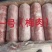 国产肥猪一号梅花肉肉质嫩建康食材