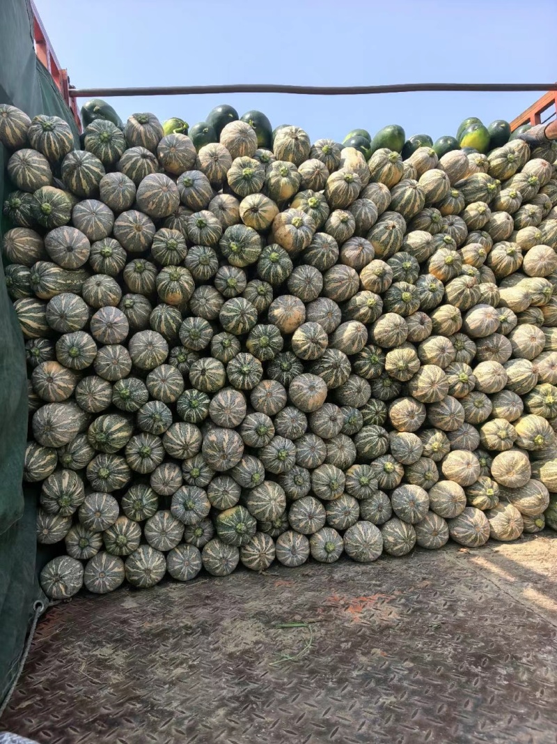 万亩773花生南瓜基地直供外贸档口电商一手货源产地直发