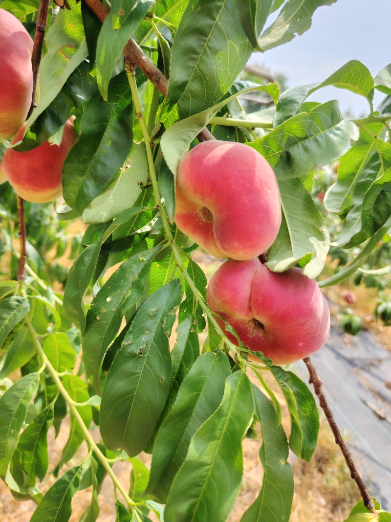 梨核小蟠桃