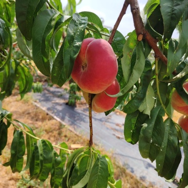 梨核小蟠桃