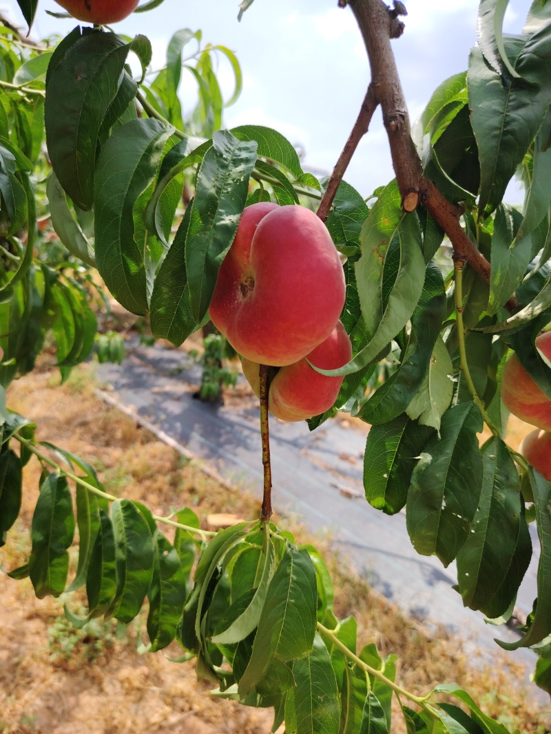 梨核小蟠桃