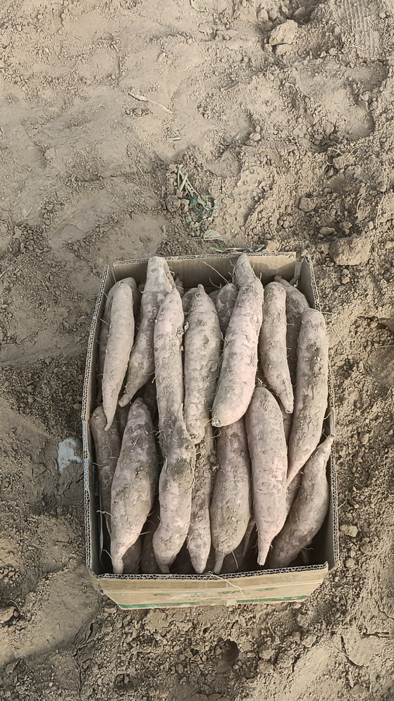 这里红薯都是沙土地，红薯口感非常好，又甜又面原产地货源