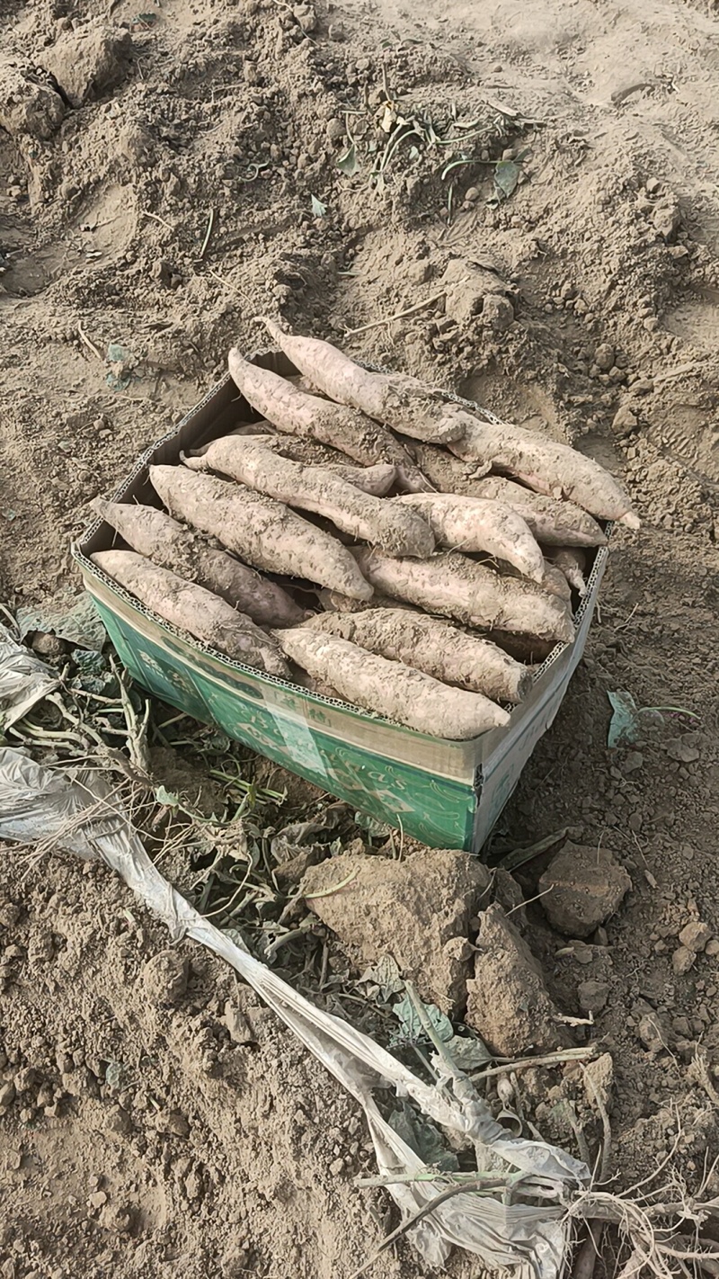 这里红薯都是沙土地，红薯口感非常好，又甜又面原产地货源