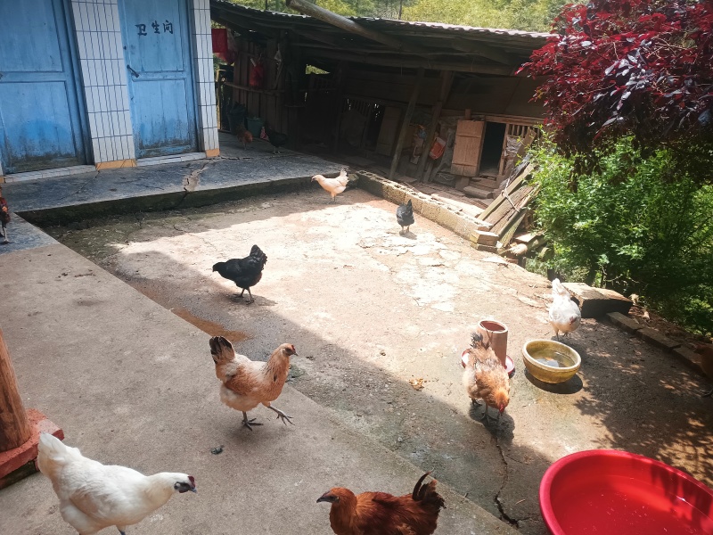 正宗乡下本地土鸡