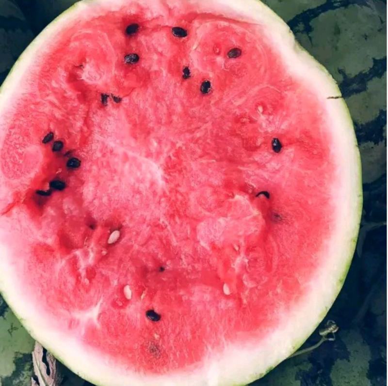 湖北美都麒麟瓜黑皮无籽瓜水分多汁，产地大量供应，视频发货
