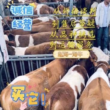 400-600斤的西门达尔，专业帮客户抓好牛，货源充足