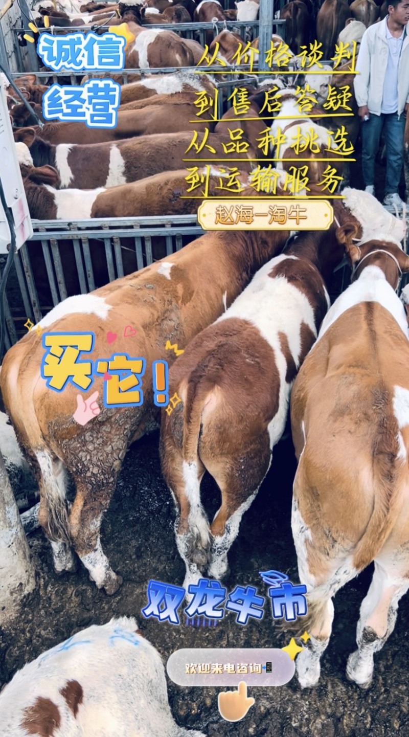 400-600斤的西门达尔，专业帮客户抓好牛，货源充足