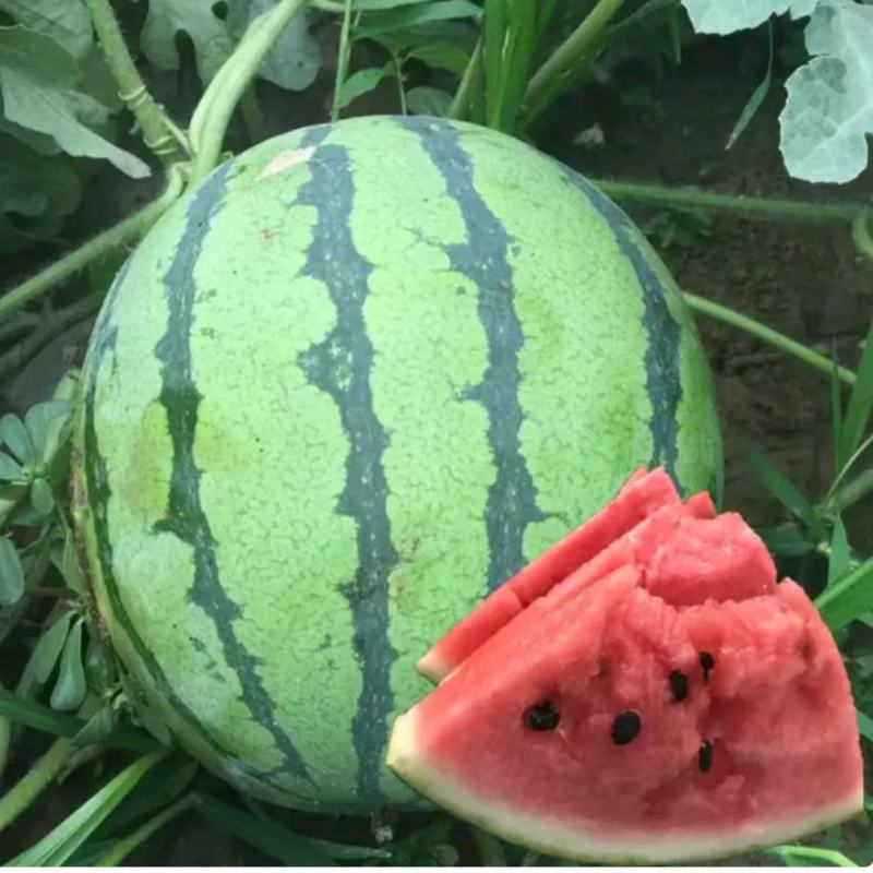 湖北美都麒麟瓜黑皮无籽瓜水分多汁，产地大量供应，视频发货