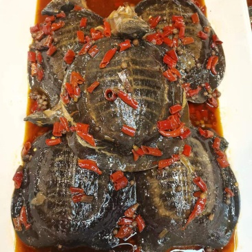 甲鱼